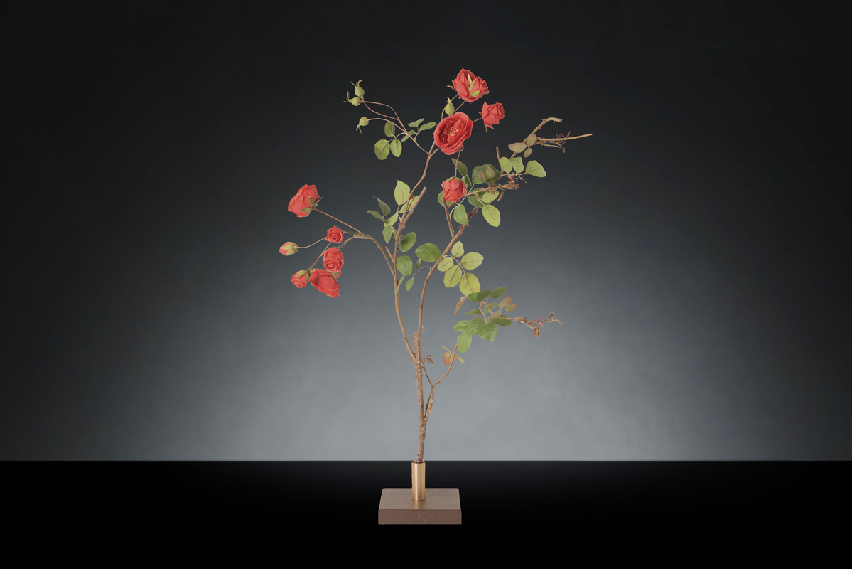 1700218638-1142899.37 SINGLE RAMO ROSE_2LOW